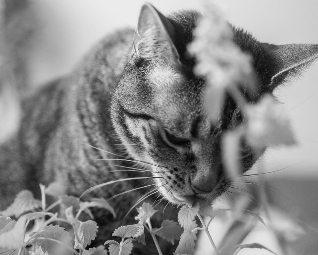 When cats chew catnip it releases mosquito-repelling chemicals